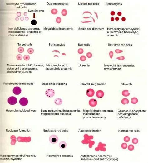 Shape of Red Blood Cells