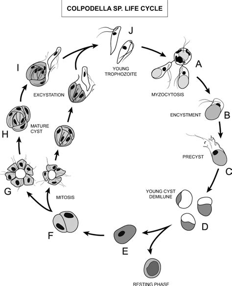 Illustration Of The Life Cycle Of Colpodella Sp Atcc 50594 A Two Download Scientific