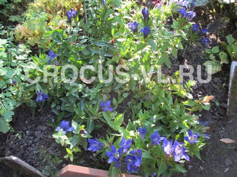 Горечавка семираздельная лагодехская: купить недорого с доставкой ...