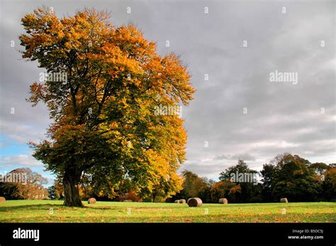 Huge Sunlit Autumn Tree In A Field Of Hay Bales Stock Photo Alamy