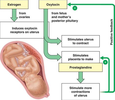 Can Being Induced Cause C Section At Frank Smith Blog