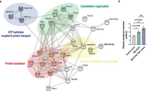 Protein Protein Interaction PPI Analysis Of TBC1D10C Interacting