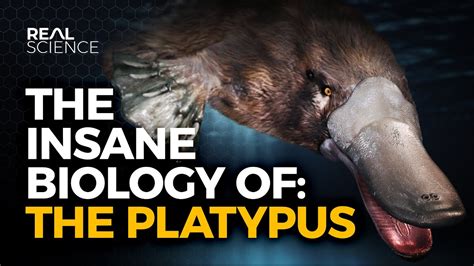 The Insane Biology Of The Platypus Youtube