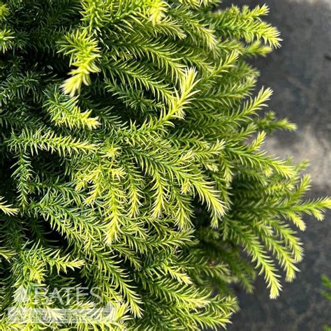 3 Cryptomeria J Golden Promise