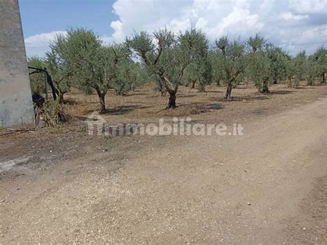 Terreno Agricolo Contrada Chiani Snc Maruggio Rif 101433607