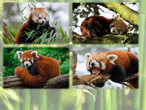 Red Panda Online Presentation