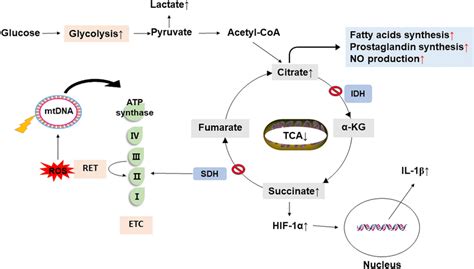 Mitochondrial Metabolism In M1 Macrophage The Tca Cycle Exhibits Two