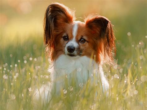 Papillon Dog - Dog Breed Guide | Spot®