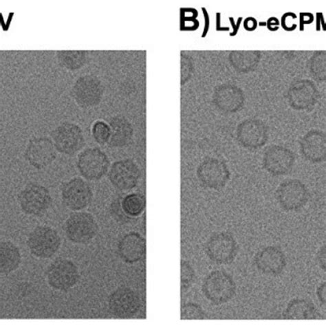 Cryo Electron Micrographs Of Wild Type Cpmv And Lyoecpmv A Wild Type