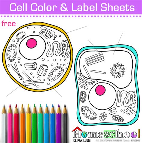 Plant Cell Coloring Labeled