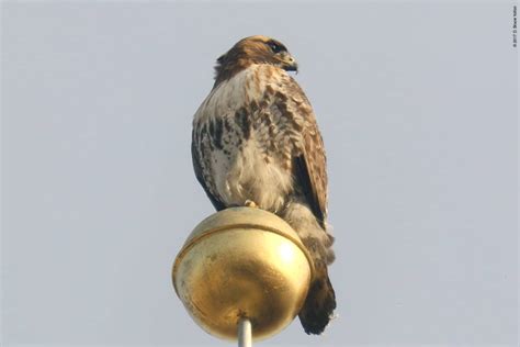 Brood Patch - Urban Hawks