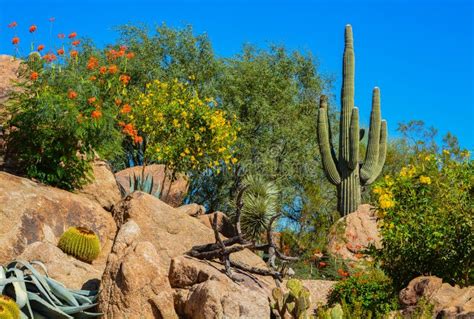 Paysage De Cactus Image Stock Image Du Centrale Tourisme 37690735