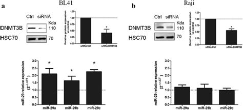 Dnmt3b Knockdown Effects On Mir 29abc Expression In Bl Cells The