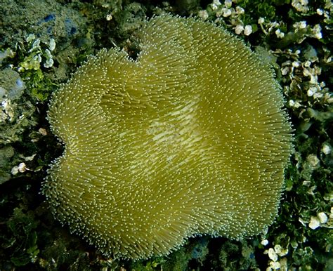 Sarcophyton Trocheliophorum