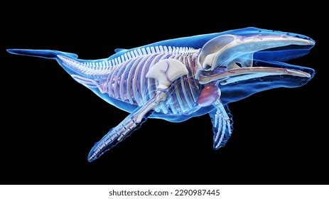 3d Rendered Illustration Humpback Whale Anatomy Stock Illustration ...