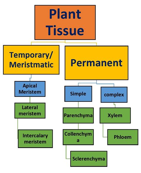 Plant Tissue Diagram Class 9th