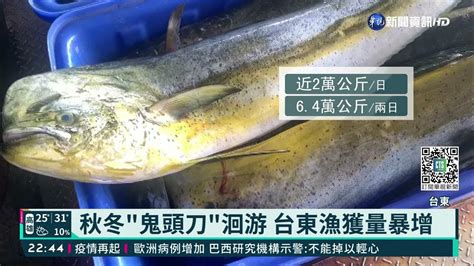 秋冬鬼頭刀洄游 台東漁獲量暴增｜華視新聞 20211105 Youtube