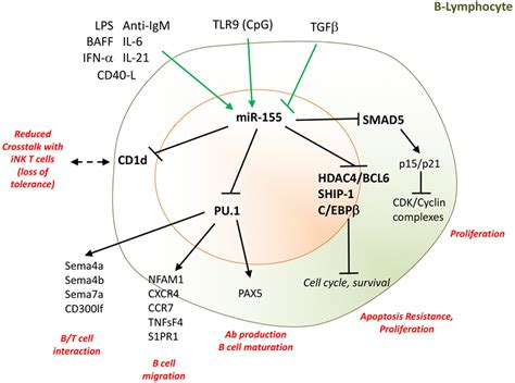 Frontiers Microrna 155—at The Critical Interface Of Innate And