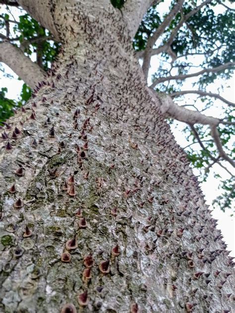 The Thorny Trunk Of Sandbox Tree Hura Crepitans Stock Photo Image