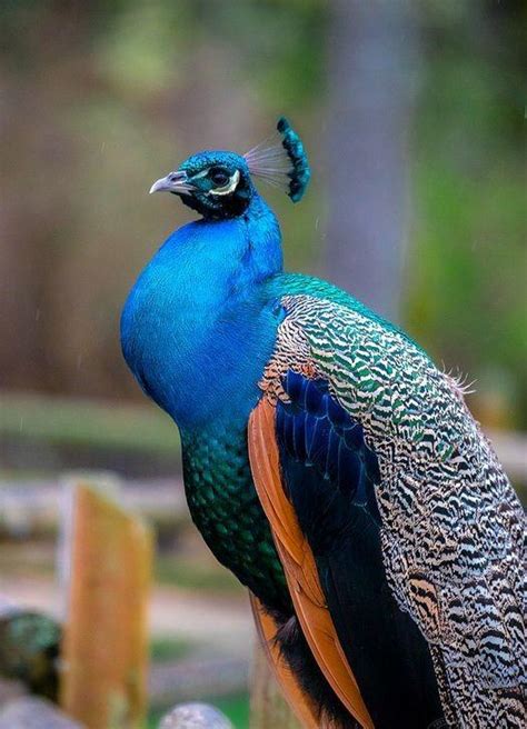 Indian Peacock 🦚 : r/peacocks