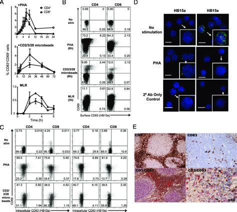 Cd83 Expression On Activated T Cells A Cd4 And Cd8 T Cells