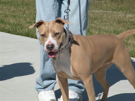 Blue Fawn Pitbull: A Unique and Beautiful Canine Companion