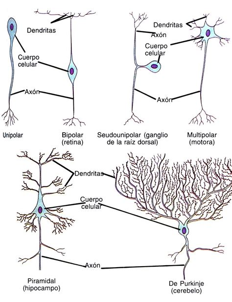 Tipos De Neuronas Tipos De