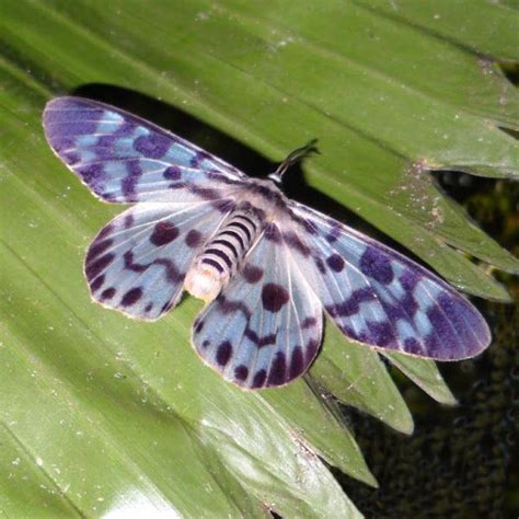 Blue Day Moth Dysphania Palmyra Is A Day Fling Moth Belongs To The