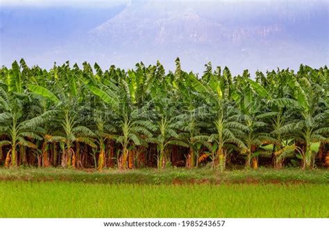 5564 Plants Tamil Nadu Images Stock Photos And Vectors Shutterstock