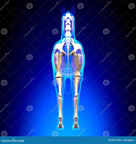 Horse Skeleton Back View Horse Equus Anatomy On Blue Background