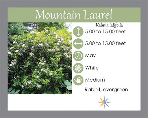 Buy Mountain Laurel - LGS Native Plant Shop