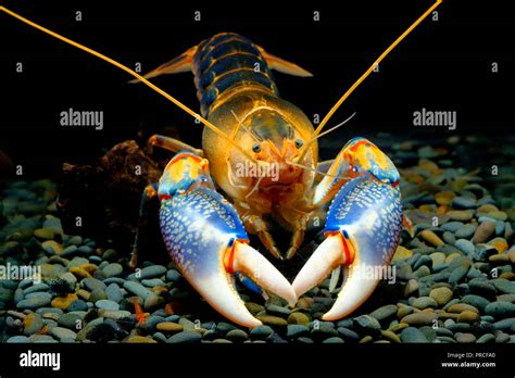 Cherax Destructor Volcano Thailand Breeding Stock Photo Alamy