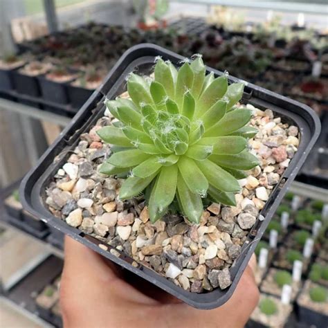 Sempervivum Arachnoideum Hybr Mike Dw Uhlig Kakteen Ber