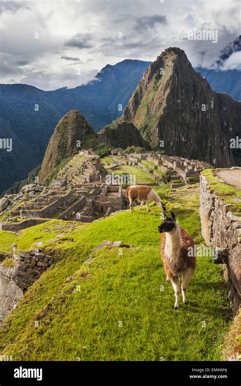 Machu Picchu Lama People Hi Res Stock Photography And Images Alamy