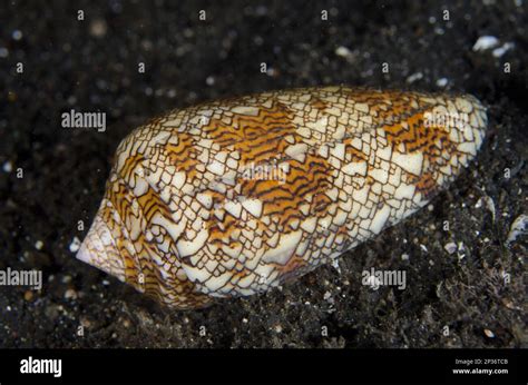 Cone Shell Hi Res Stock Photography And Images Alamy