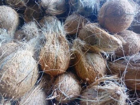 A Grade Eathamozhy Fresh Semi Husked Coconut Packaging Size To