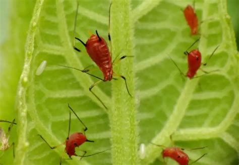 24 Red Small Bug Species Pictures And Identification