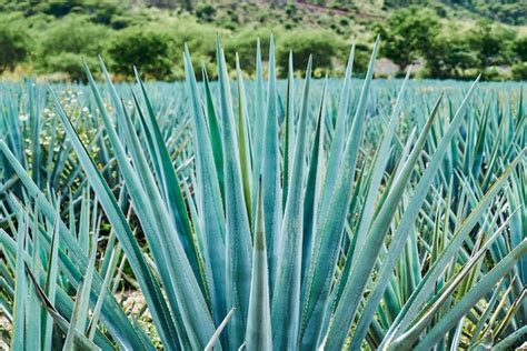 Premium Photo | Blue agave plantation in the field to make tequila ...