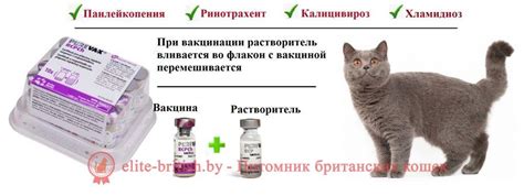 Уколы от лишая для кошек - какие делать и когда