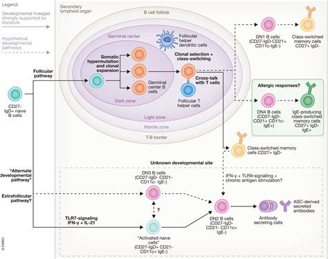 Functions Of Doublenegative B Cells In Autoimmune Diseases Infections