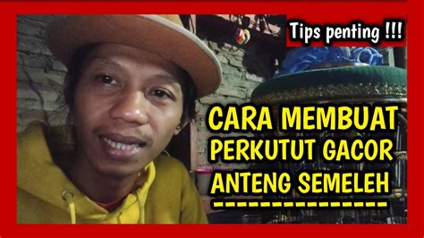 Cara Membuat Perkutut Gacor Manggung Anteng Tips Penting Youtube