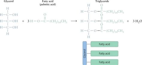 11 Lipid Structure And Function Flashcards Quizlet