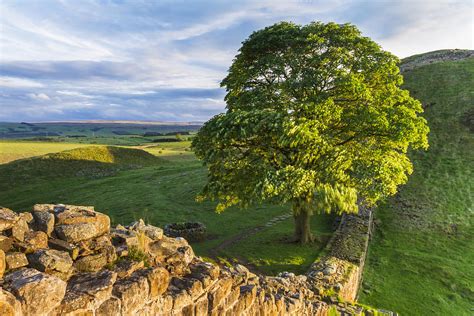 Sycamore Gap Photograph by David Taylor - Pixels