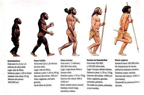 Caracter Sticas Del Homo Sapiens Sapiens Plsssssss Ayudaaaa Lo Necesito