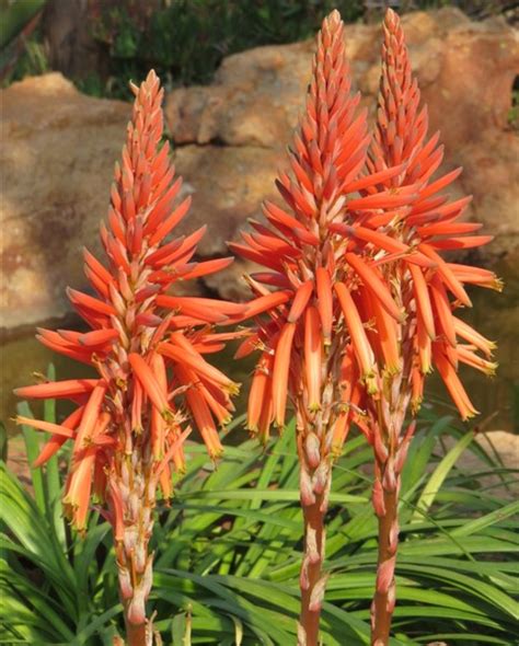 Aloe Hedgehog 2lt Cnd Nursery