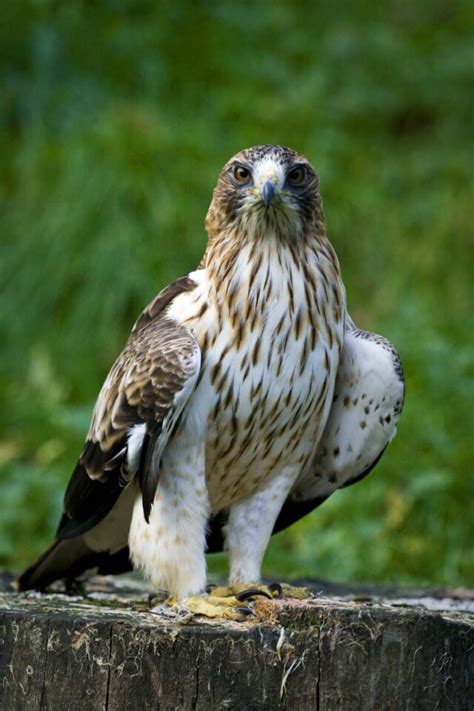 20 Different Types of Eagles With Facts and Photos