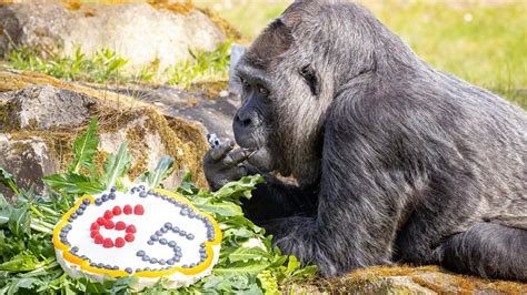 Berlin Torte für Gorilla Dame Fatou zum 65 Geburtstag