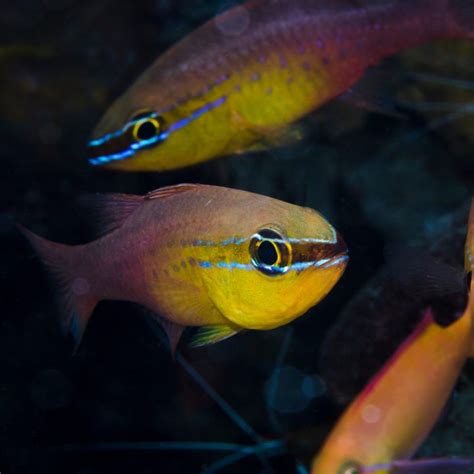 ORA Captive Bred Pajama Cardinalfish Fish And Coral Store