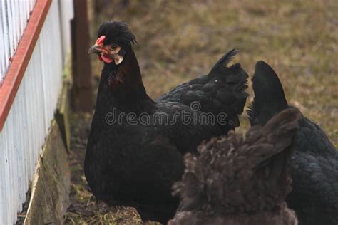 Poor Chicken Walking Around without Feathers Stock Image - Image of ...