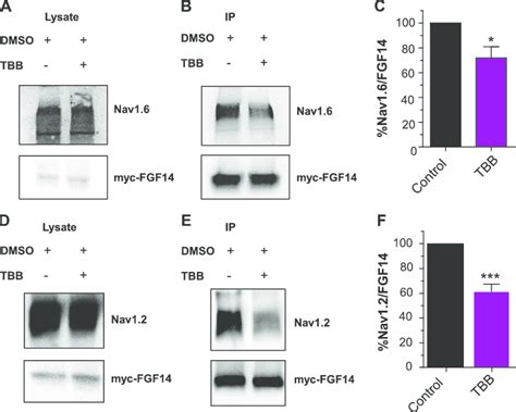 CK2 Inhibition Reduces The Formation Of FGF14 Nav1 6 And FGF14 Nav1 2